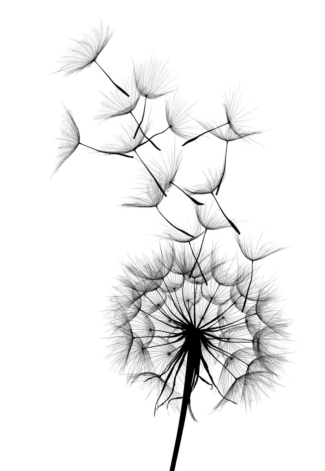 Dandelion No2 Affiche