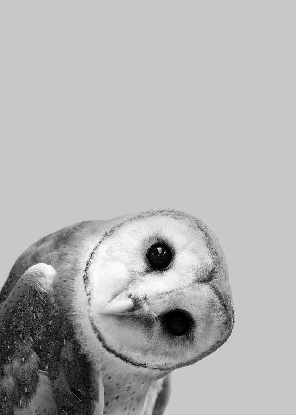 Affiche dune chouette effraie en noir et blanc, son visage blanc et ses yeux noirs ressortent sur un fond gris clair.