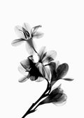 Affiche dune branche de fleurs en noir et blanc, effet radiographie, pétales translucides