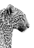 Affiche animalière en noir et blanc dun léopard vu de profil, mettant en valeur son pelage tacheté et ses moustaches.