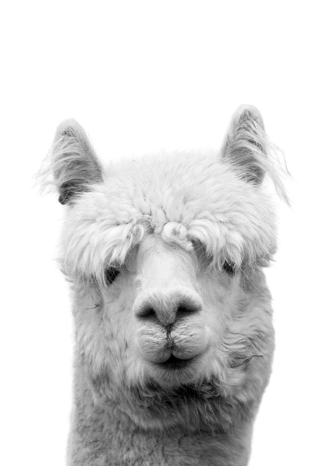 Affiche dun lama blanc à face frontale, avec un pelage hirsute et des yeux à peine visibles, sur fond clair.