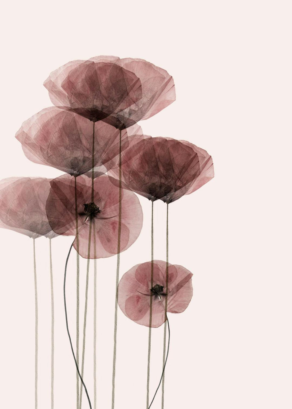 Affiche de coquelicots translucides aux teintes sombres sur fond clair, avec des tiges fines et des pétales légers