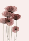 Affiche de coquelicots translucides aux teintes sombres sur fond clair, avec des tiges fines et des pétales légers
