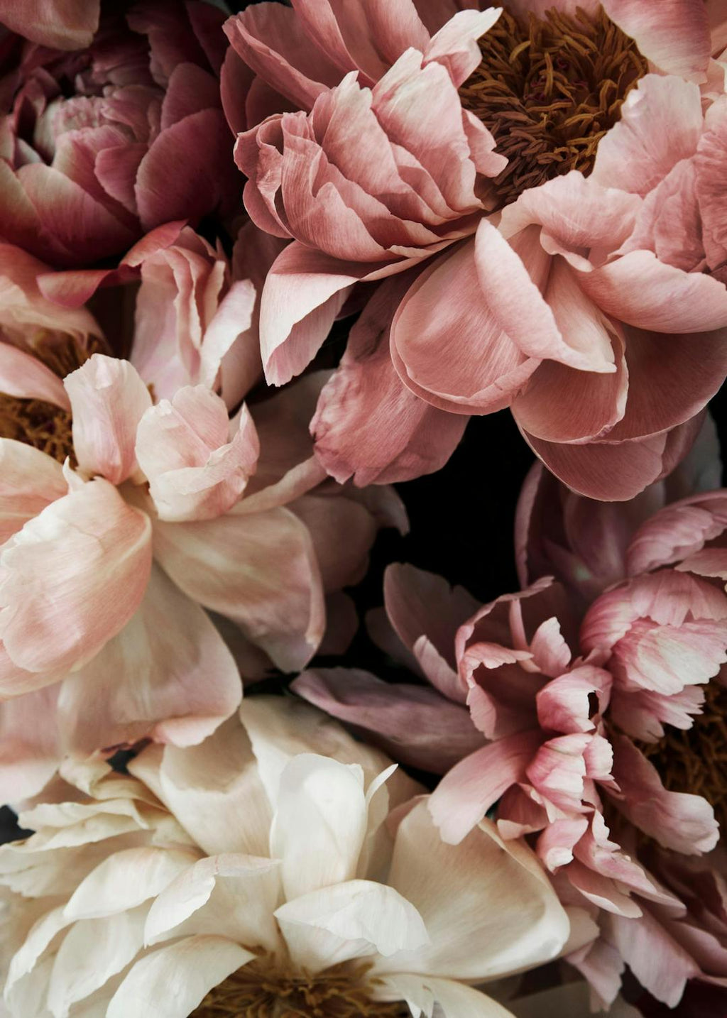 Affiche de pivoines roses et blanches, photographie de fleurs romantiques aux pétales délicats