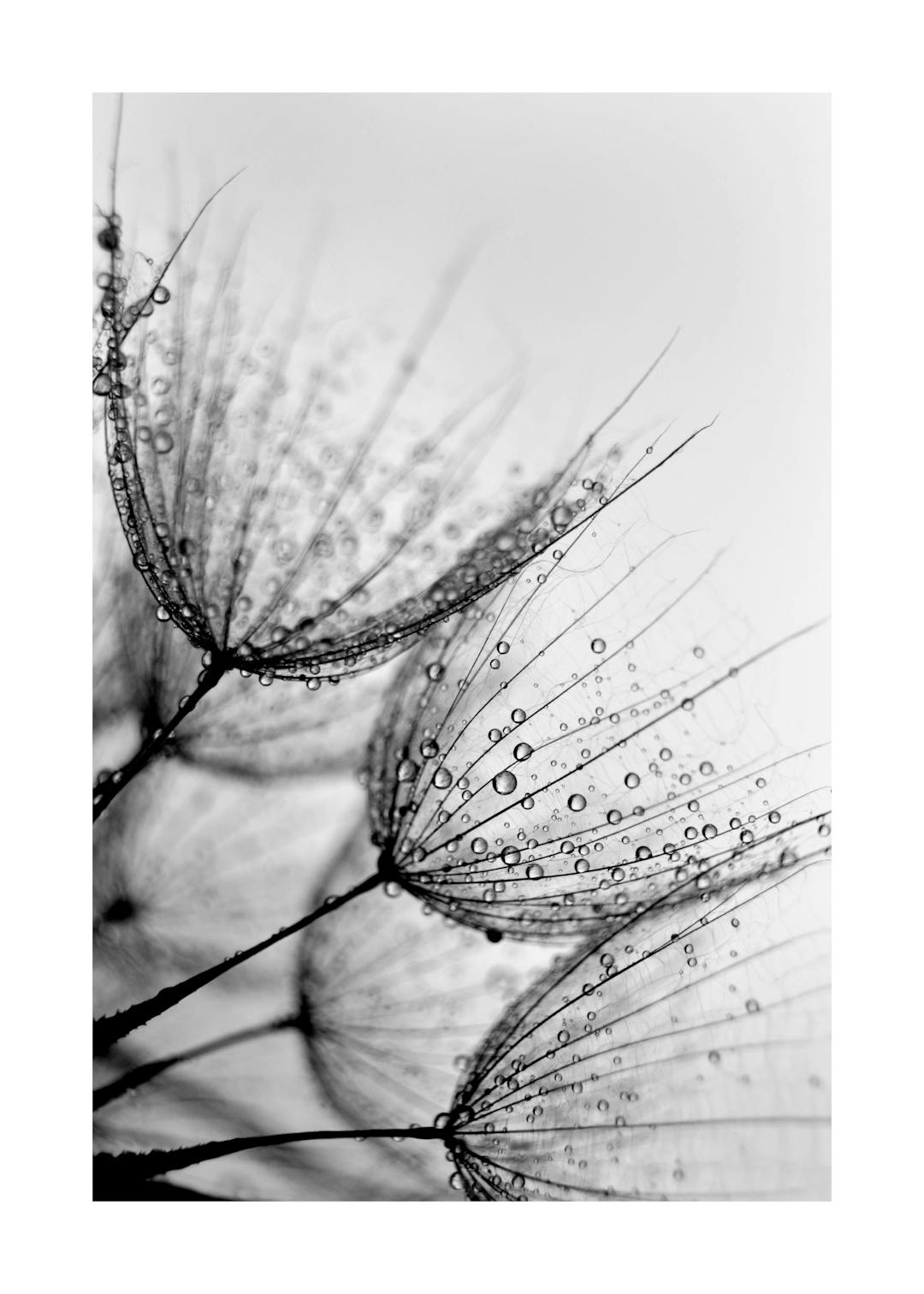 Affiche noir et blanc de graines de pissenlit avec des gouttelettes deau, mettant en valeur la texture et la délicatesse des élé