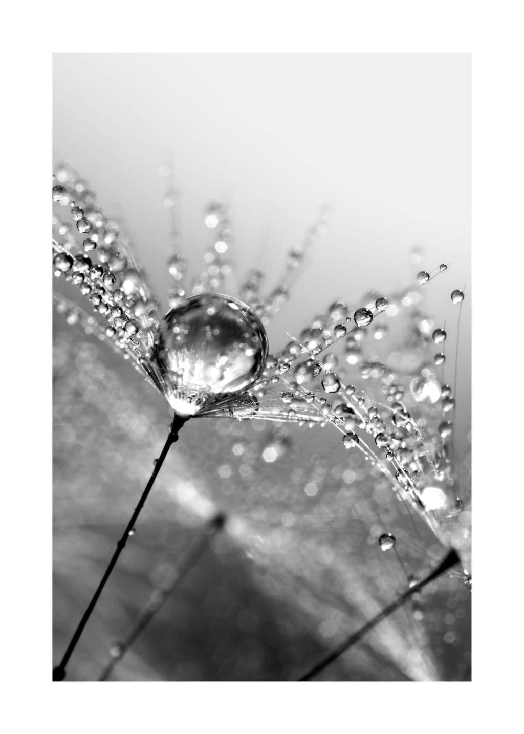 Affiche noir et blanc dune graine de pissenlit avec des gouttes de rosée scintillantes, effet bokeh