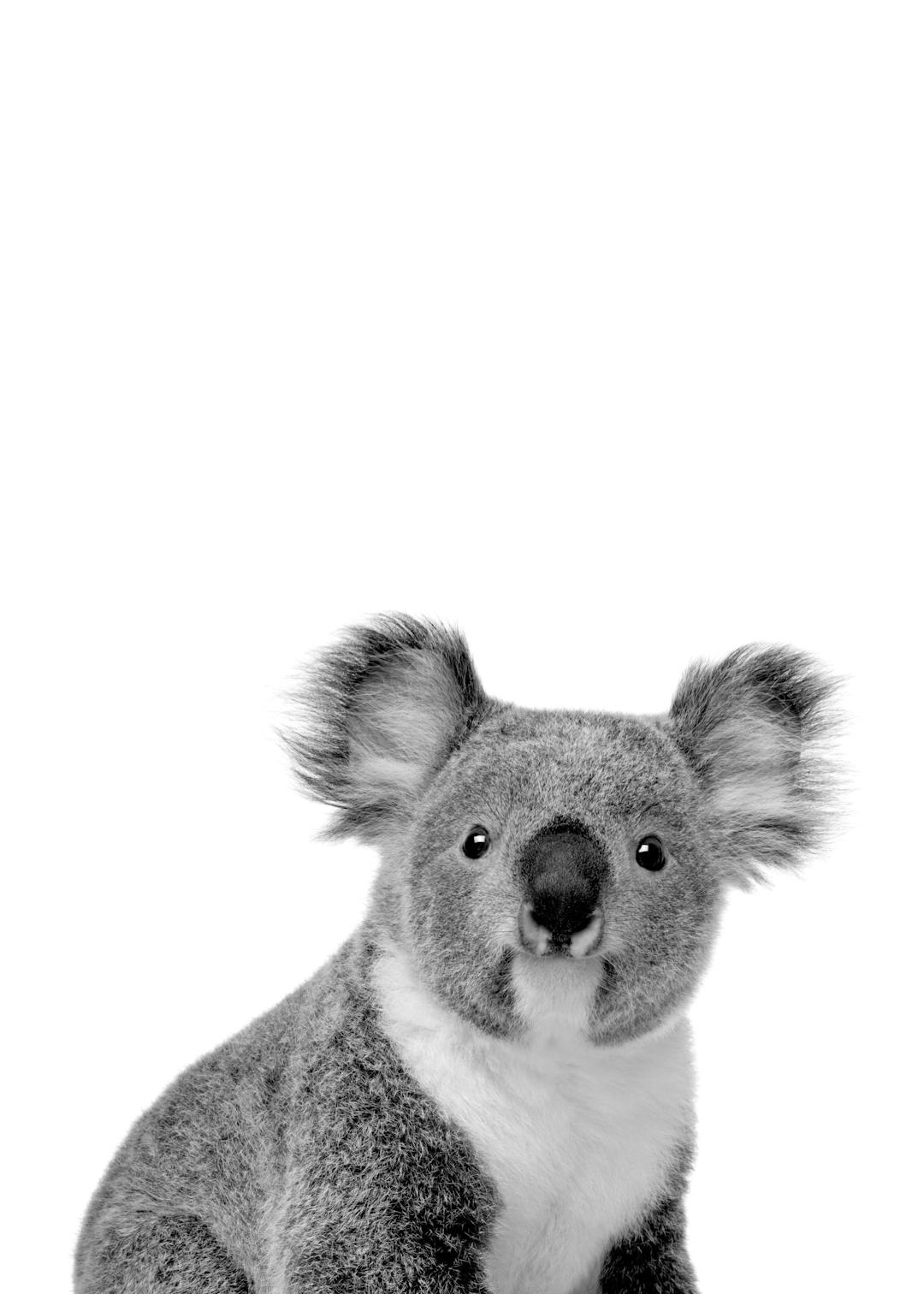 Affiche animalière dun portrait de koala mignon en noir et blanc