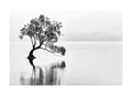 Affiche noir et blanc de larbre solitaire de Wanaka dans leau avec son reflet et des oiseaux sur les branches