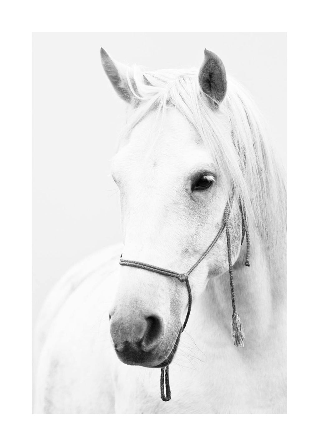 Affiche noir et blanc dun cheval blanc, portrait danimal avec un licol sombre, style contemporain