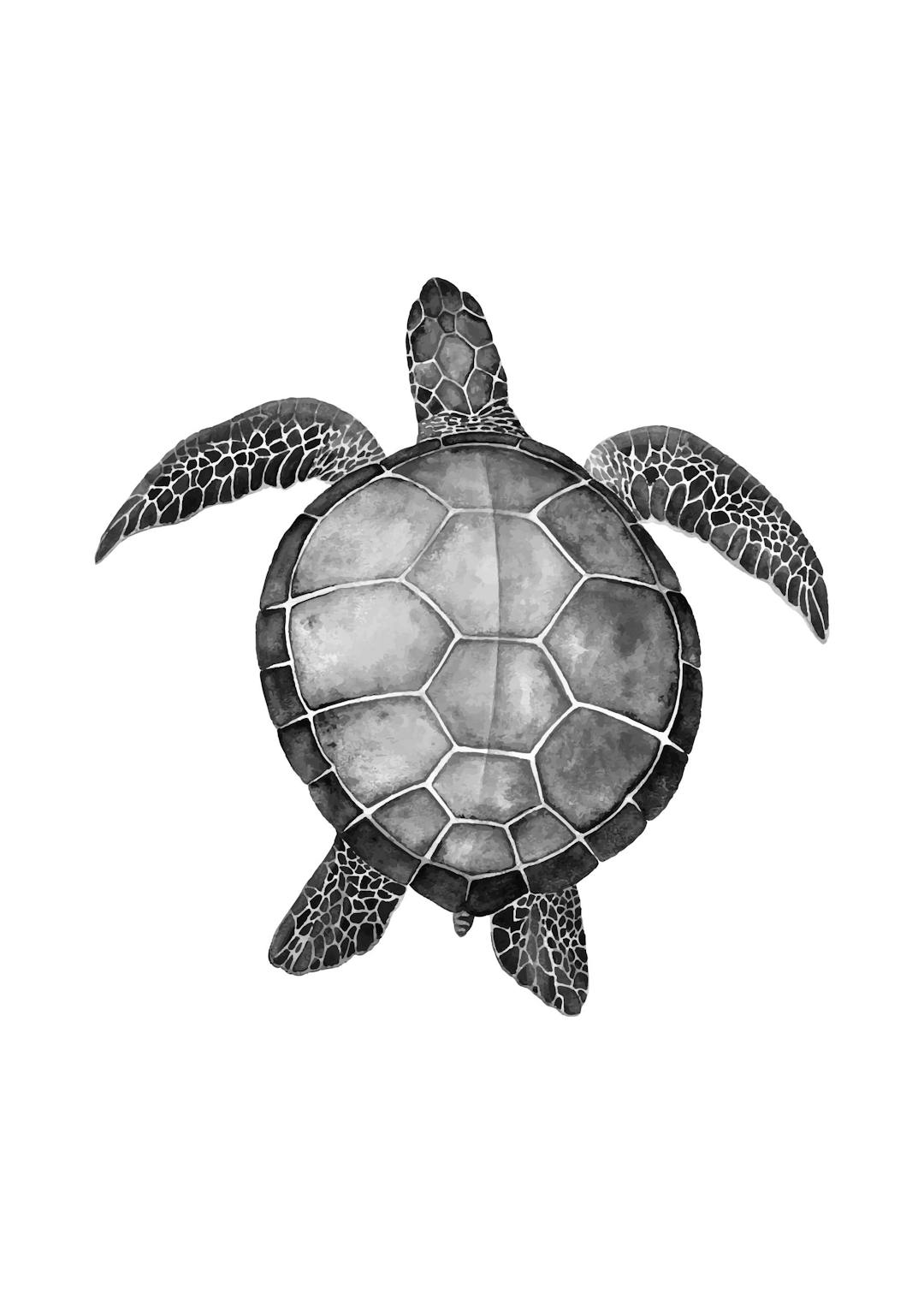 Affiche dune tortue marine en noir et blanc, vue de dessus, sur un fond blanc. La carapace est détaillée avec des motifs géométr