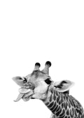 Affiche noir et blanc dune girafe amusante tirant la langue, mettant en avant sa tête et une partie de son cou.