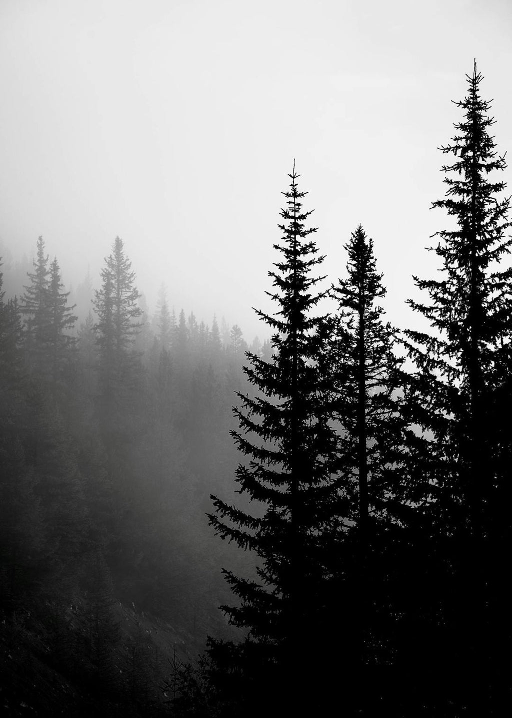 Affiche noir et blanc dune forêt de sapins dans la brume, créant une atmosphère mystérieuse.