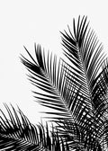 Affiche noir et blanc de feuilles de palmier en gros plan, avec un contraste net