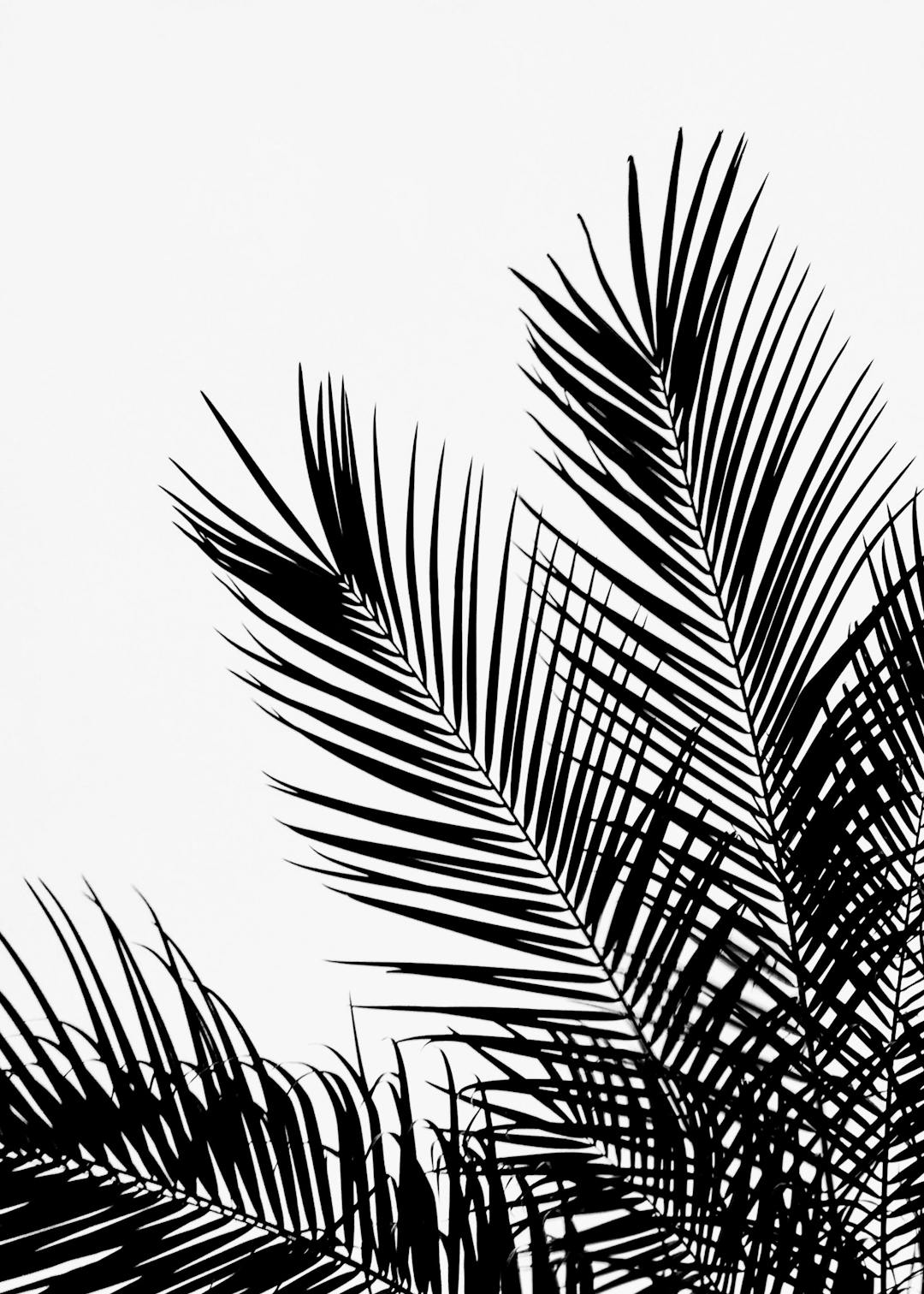 Affiche noir et blanc de feuilles de palmier en gros plan, avec un contraste net