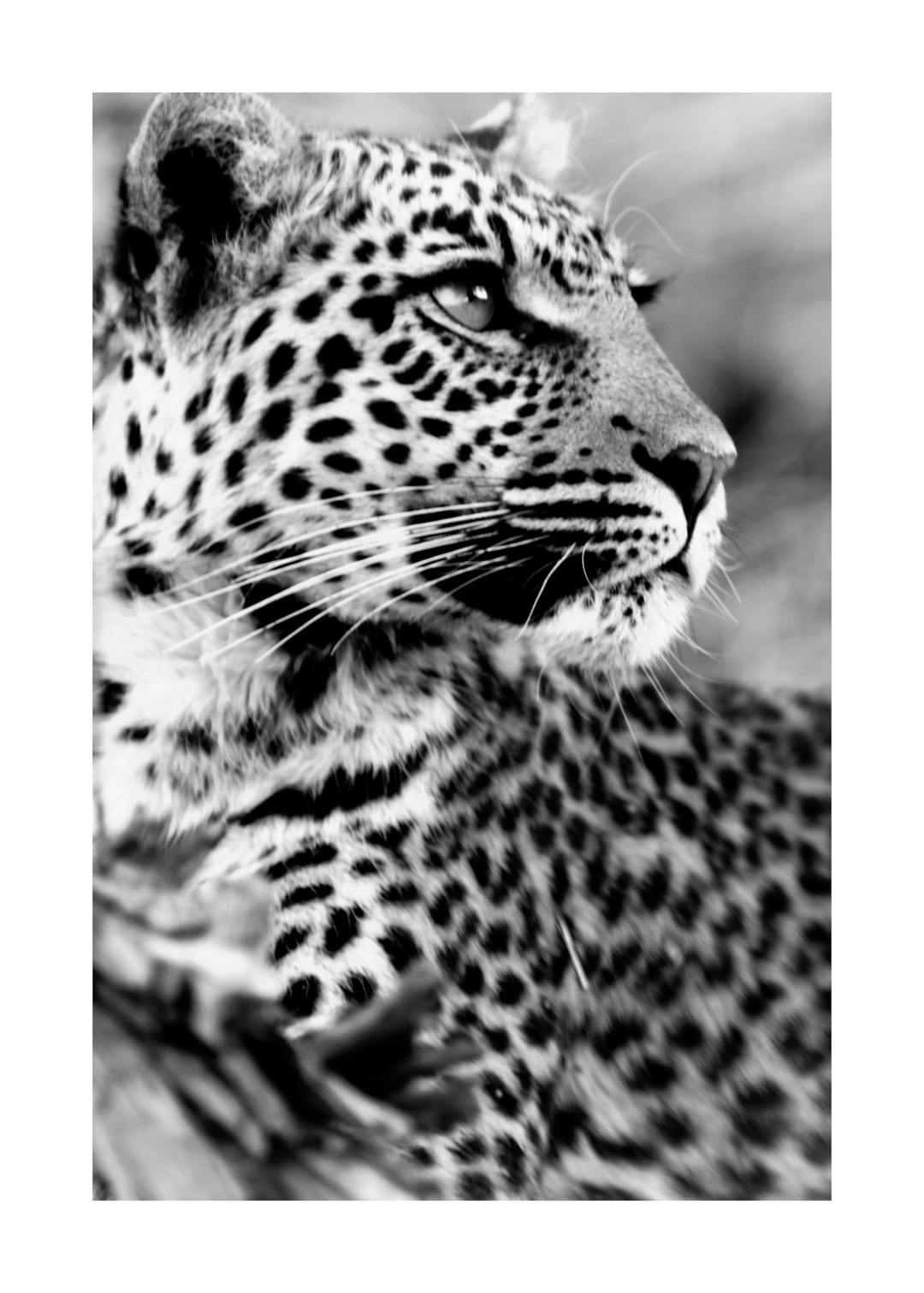Affiche noir et blanc dun léopard au regard intense, sa fourrure tachetée et ses vibrisses sont détaillées.