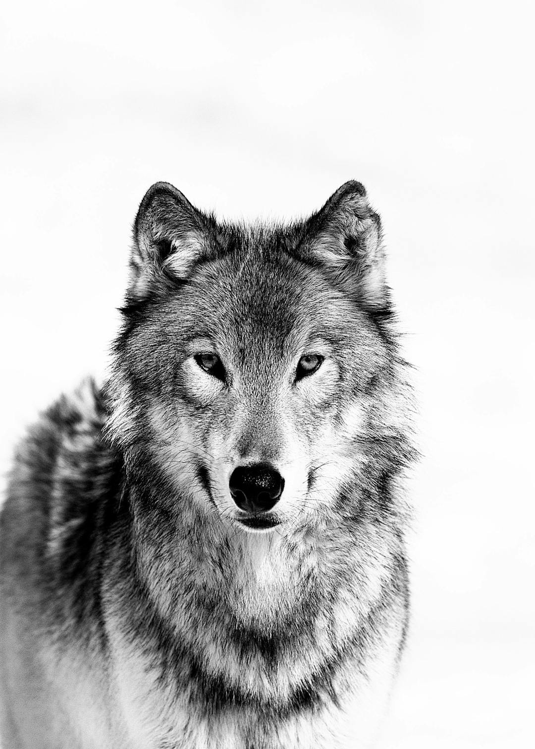 Affiche de loup en noir et blanc, le loup regarde vers lavant avec une fourrure détaillée et un fond clair.