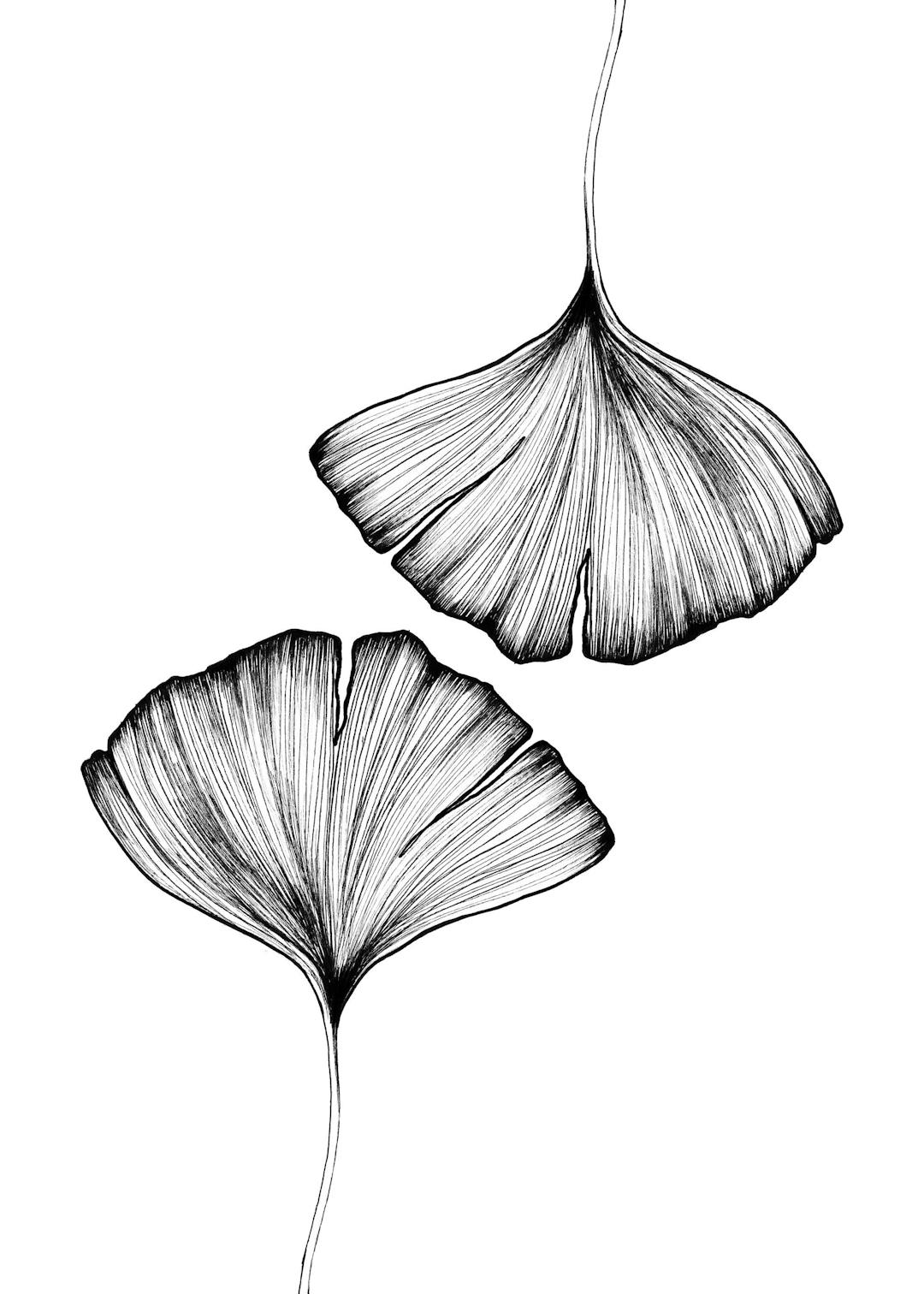 Affiche noir et blanc, illustration élégante de deux feuilles de ginkgo biloba avec un style linéaire détaillé