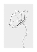 Affiche de pavot, dessin au trait noir sur fond gris, illustration botanique minimaliste, typographie de fleur