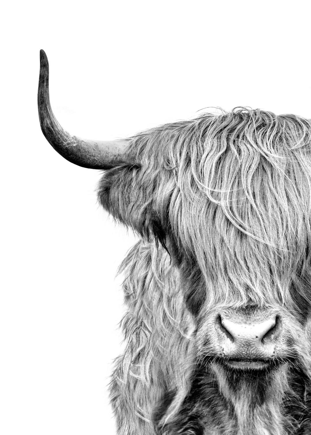 Affiche noir et blanc dune vache écossaise de près, avec la fourrure et une corne visible