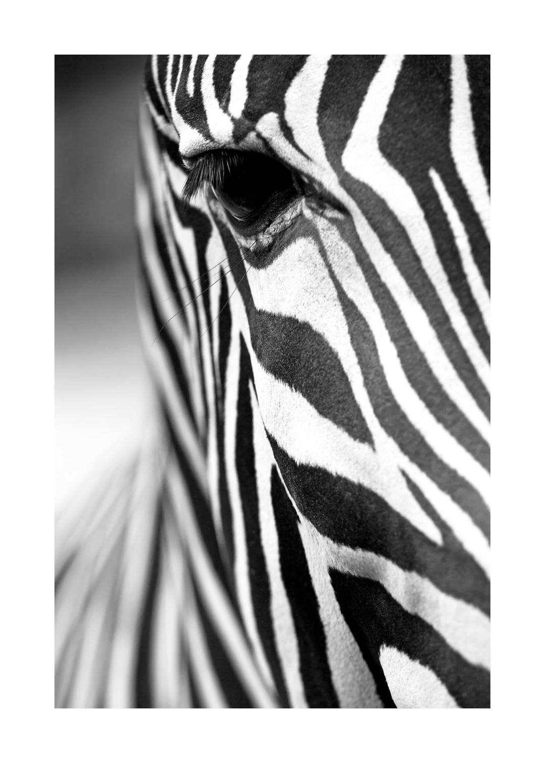 Affiche noir et blanc. Gros plan sur lœil et le pelage rayé dun zèbre. Typographie animale.