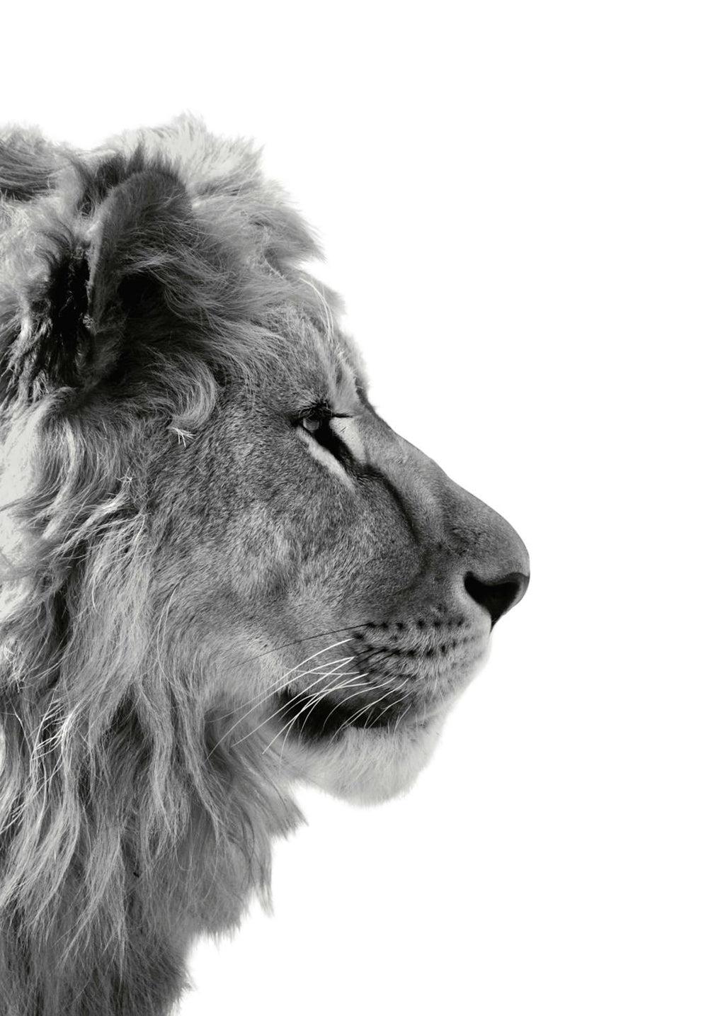 Affiche dune photographie en noir et blanc dun lion de profil, avec une typographie détaillée de sa crinière.