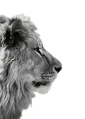 Affiche dune photographie en noir et blanc dun lion de profil, avec une typographie détaillée de sa crinière.