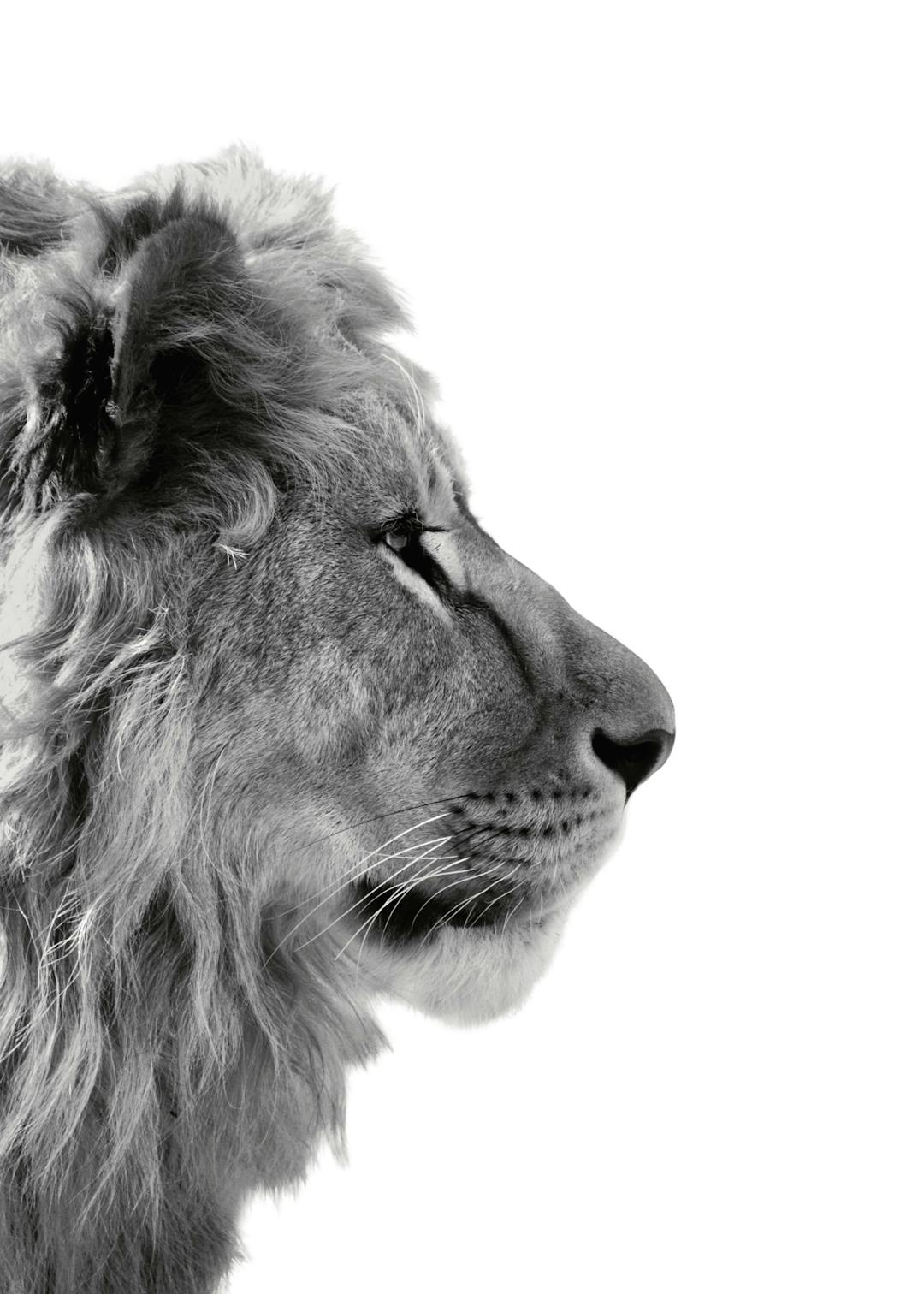 Affiche dune photographie en noir et blanc dun lion de profil, avec une typographie détaillée de sa crinière.