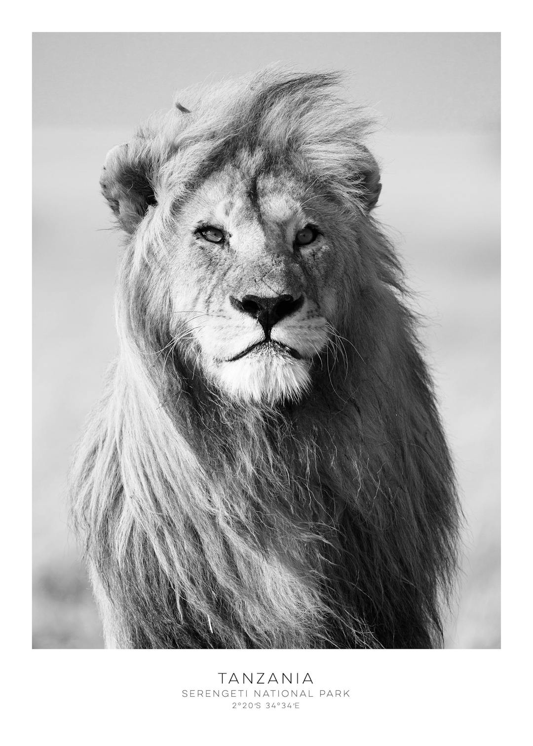 Affiche de lion en noir et blanc, portrait de face avec typographie Tanzania en bas