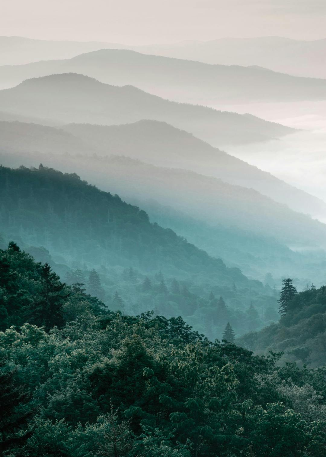 Affiche de photographie dun paysage montagneux avec des forêts et du brouillard