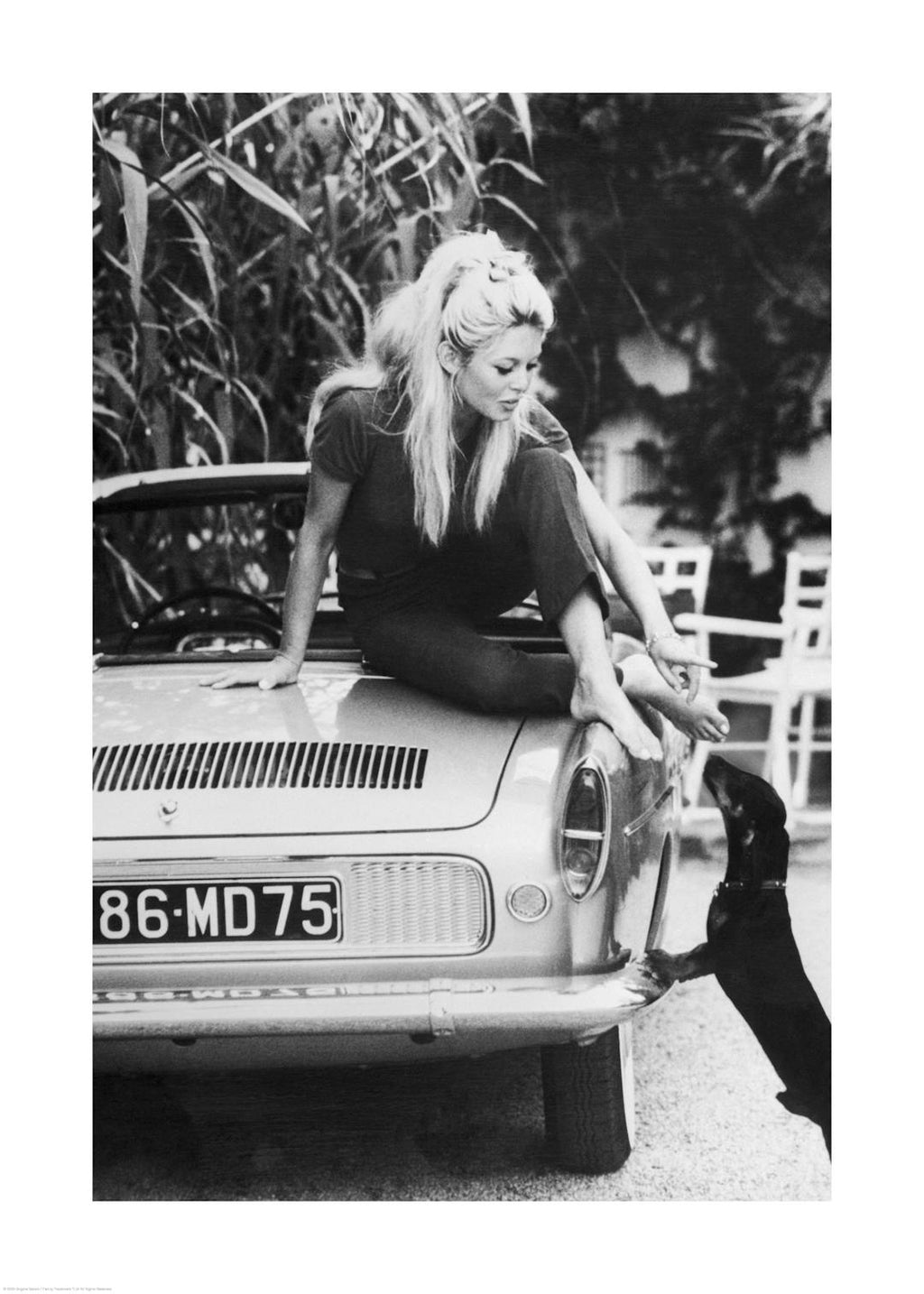 Affiche noir et blanc de Brigitte Bardot assise sur une voiture, tendant la main à un chien. Photographie iconique.