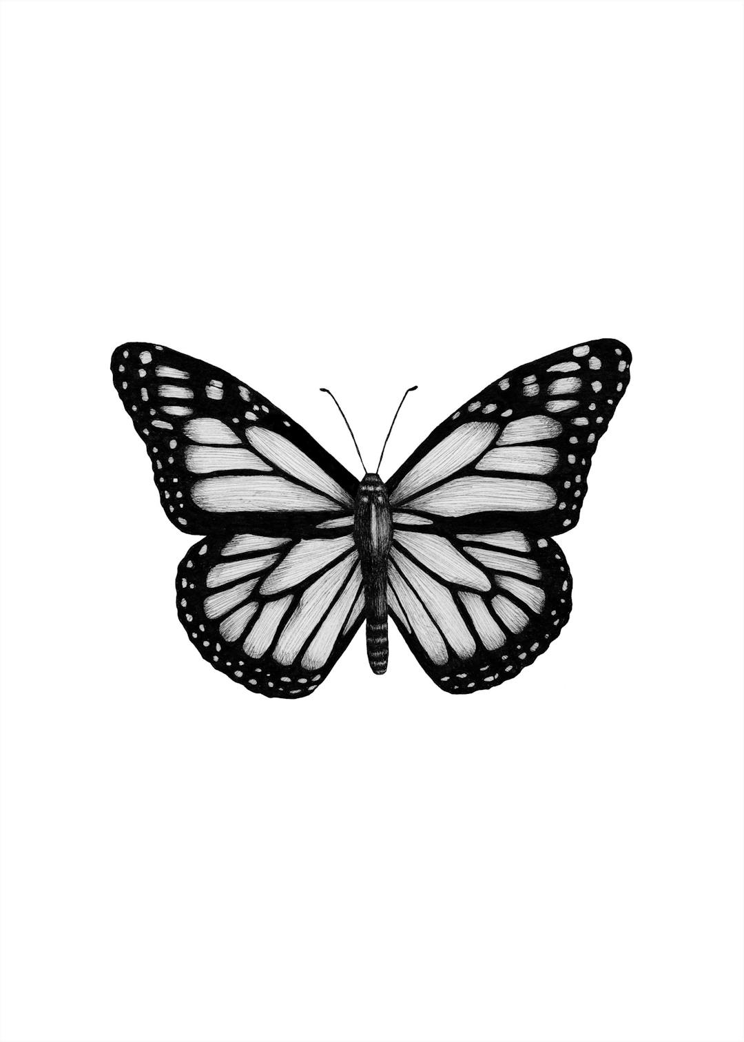 Affiche noir et blanc avec un dessin détaillé de papillon, présentant des motifs dailes et des antennes fines.