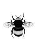 Affiche dune abeille bourdon vue de dessus, avec un corps noir et des bandes grises, et des ailes transparentes, sur fond blanc.