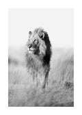 Affiche noir et blanc dun lion majestueux avec une crinière luxuriante dans un champ herbeux, regardant vers la gauche.