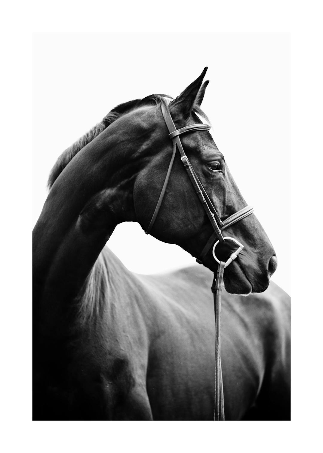 Affiche noir et blanc, portrait de cheval vu de profil, avec bride et rênes, sur fond clair. Photographie animalière.