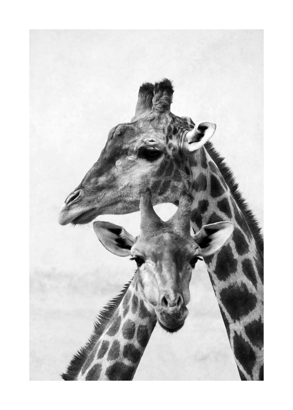 Affiche noir et blanc dune maman girafe et son girafon se blottissant, photo animalière