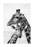 Affiche noir et blanc dune maman girafe et son girafon se blottissant, photo animalière
