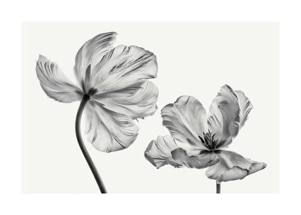 Affiche de deux tulipes en noir et blanc, une grande et une petite, avec des pétales texturés et des tiges fines sur fond clair.