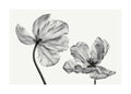 Affiche de deux tulipes en noir et blanc, une grande et une petite, avec des pétales texturés et des tiges fines sur fond clair.