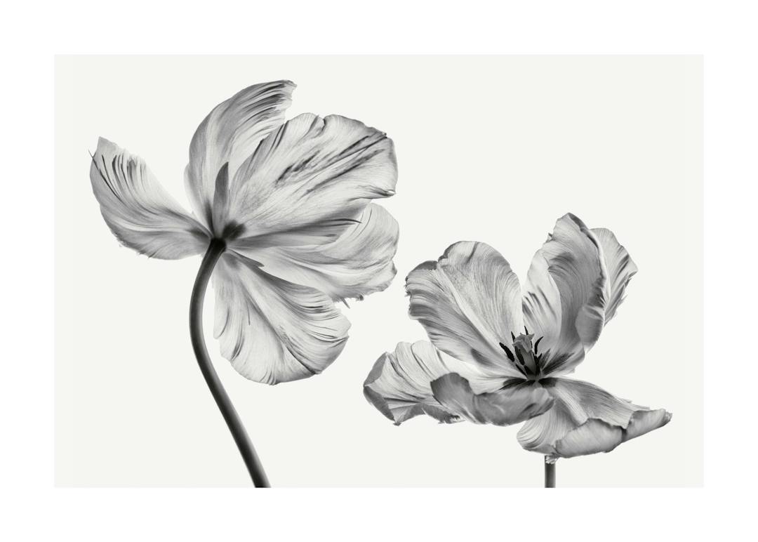 Affiche de deux tulipes en noir et blanc, une grande et une petite, avec des pétales texturés et des tiges fines sur fond clair.