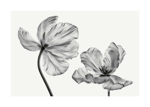 Affiche de deux tulipes en noir et blanc, une grande et une petite, avec des pétales texturés et des tiges fines sur fond clair.