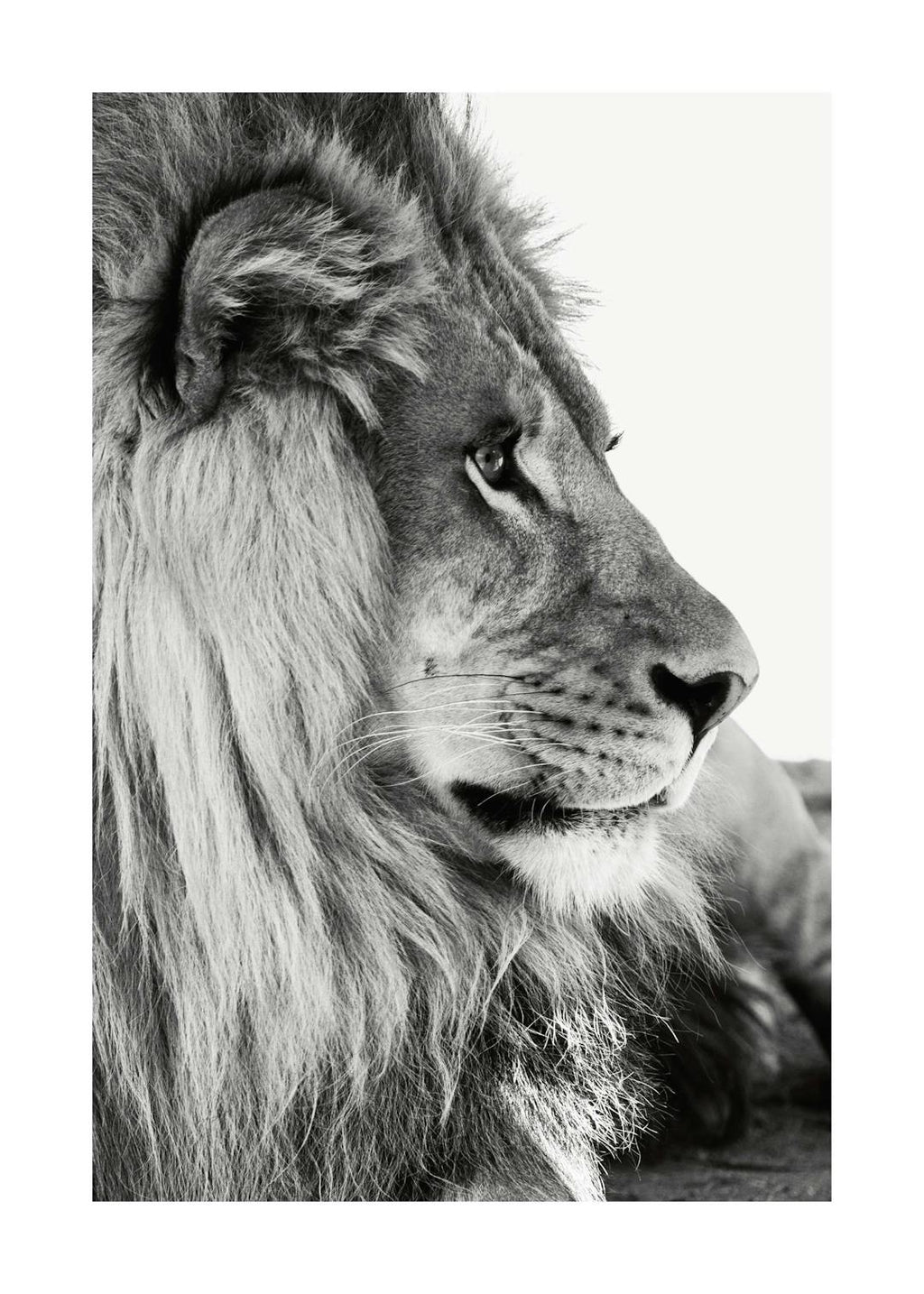Affiche noir et blanc dun lion de profil, la tête légèrement tournée, mettant en valeur sa crinière et son regard