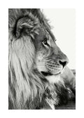 Affiche noir et blanc dun lion de profil, la tête légèrement tournée, mettant en valeur sa crinière et son regard