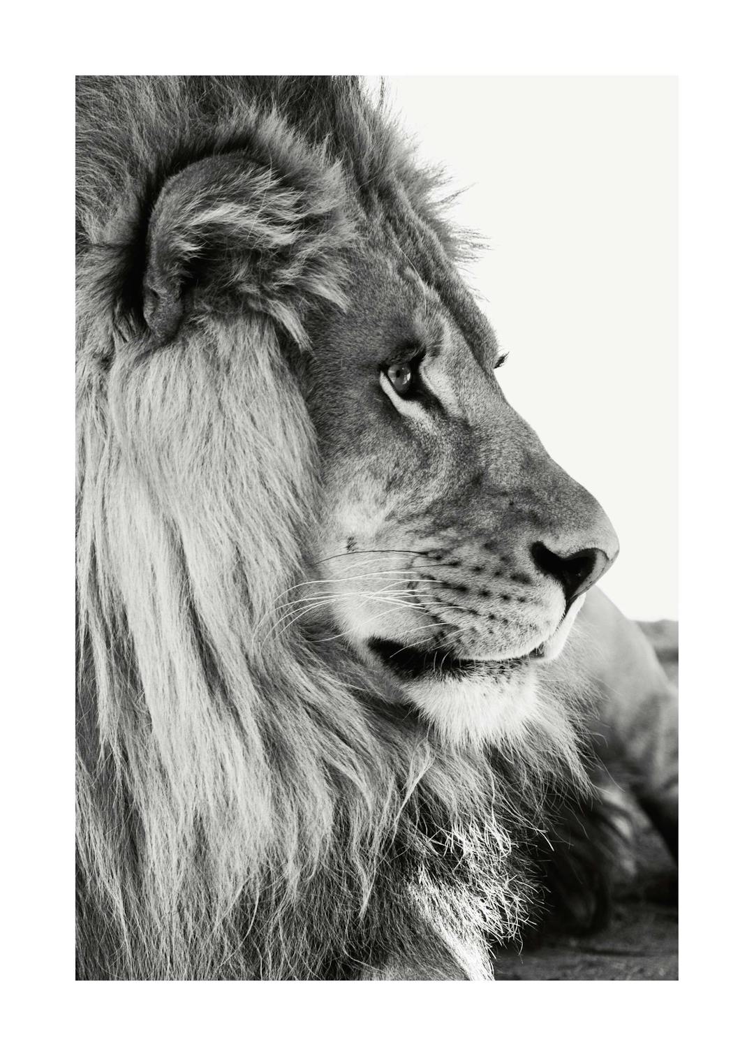 Affiche noir et blanc dun lion de profil, la tête légèrement tournée, mettant en valeur sa crinière et son regard