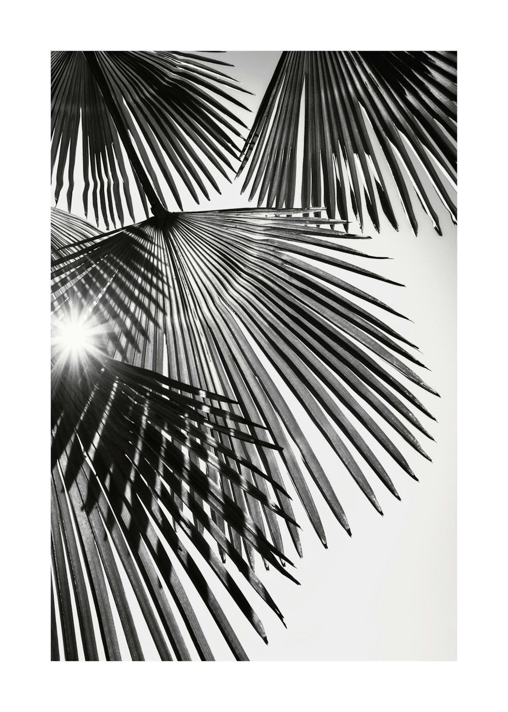 Affiche noir et blanc, photographie de feuilles de palmier en éventail avec lumière du soleil et ombres nettes.