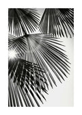 Affiche noir et blanc, photographie de feuilles de palmier en éventail avec lumière du soleil et ombres nettes.