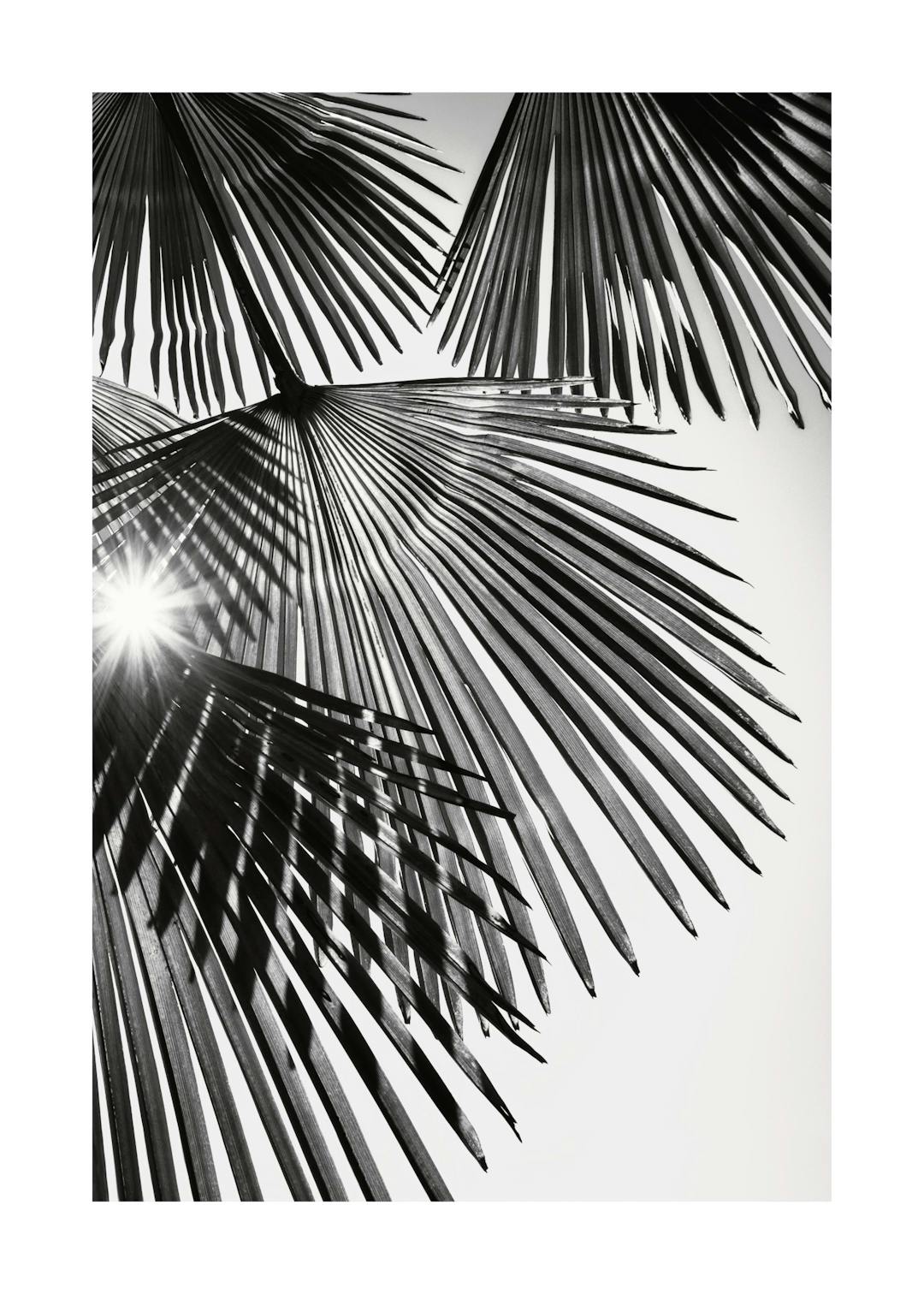 Affiche noir et blanc, photographie de feuilles de palmier en éventail avec lumière du soleil et ombres nettes.