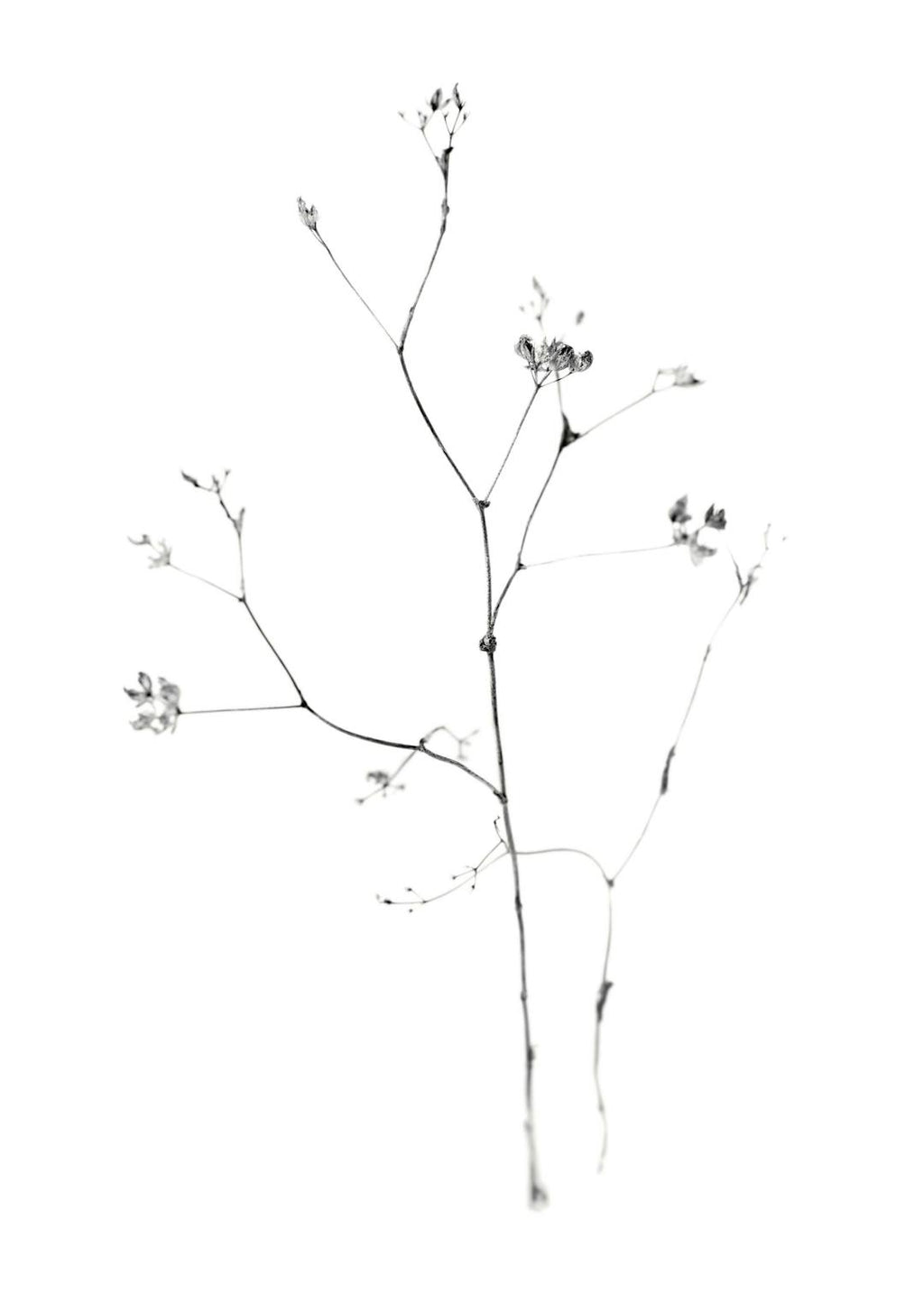 Affiche de photographie noir et blanc dune fleur minimaliste avec de fines branches sur fond blanc, style botanique.