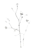Affiche de photographie noir et blanc dune fleur minimaliste avec de fines branches sur fond blanc, style botanique.