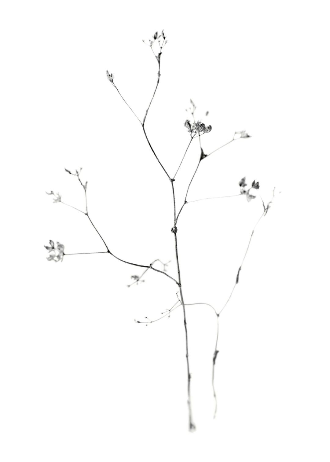 Affiche de photographie noir et blanc dune fleur minimaliste avec de fines branches sur fond blanc, style botanique.