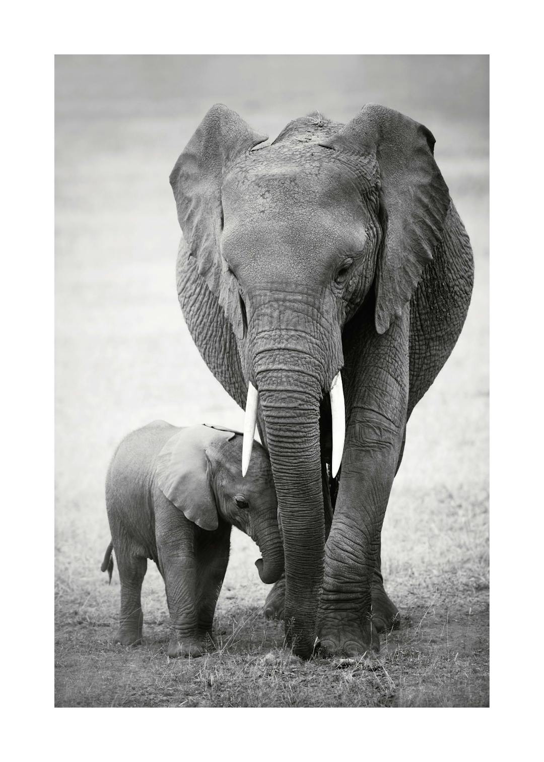Affiche noir et blanc dun éléphant et dun éléphanteau marchant dans le désert, symbolisant lamour parental.